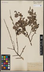 Foto von Salix aurita L.